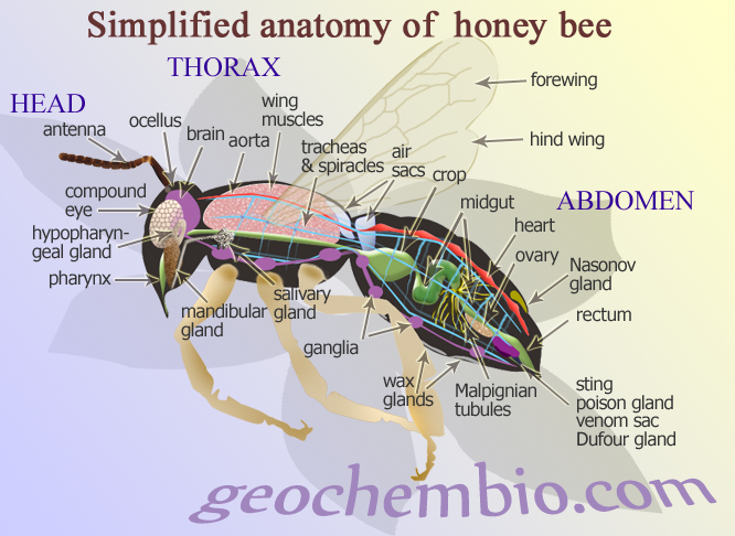 Name:  honeybee.png
Views: 1232
Size:  474.8 KB