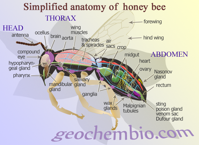 Name:  honeybee.png
Views: 1204
Size:  474.8 KB