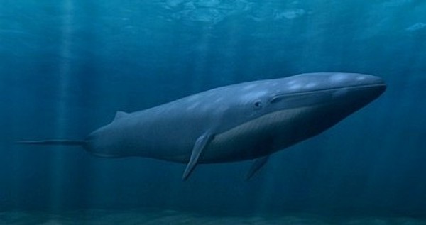 Name:  blue whale.jpg
Views: 1117
Size:  20.6 KB