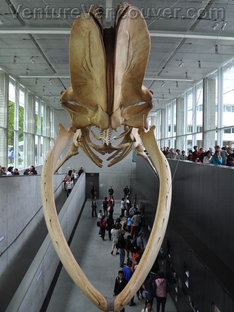 Name:  front-of-blue-whale.jpg
Views: 548
Size:  56.6 KB