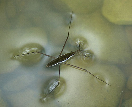 :	Water Strider   .jpg
: 577
:	28.7 