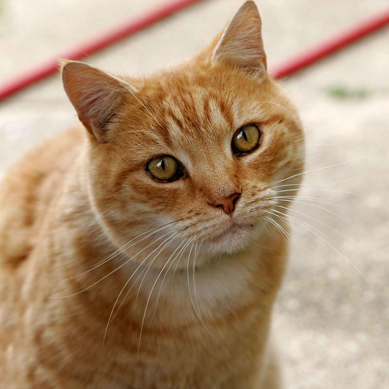 Click image for larger version. 

Name:	Cat03.jpg 
Views:	138 
Size:	152.5 KB 
ID:	16823