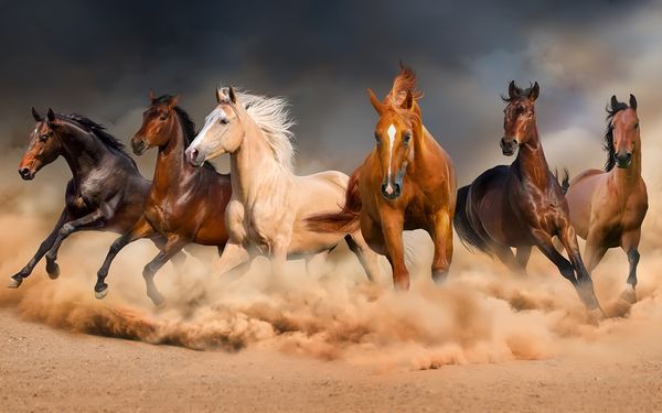 Name:  horses.jpg
Views: 285
Size:  38.6 KB