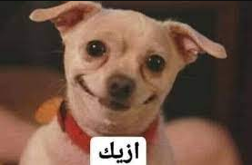 :	dog1.png
: 1609
:	54.5 