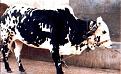 اضغط على الصورة لعرض أكبر.&nbsp;

الإسم:	Name_of_Allah_on_a_Cow.jpg&nbsp;
مشاهدات:	355&nbsp;
الحجم:	171.7 كيلوبايت&nbsp;
الهوية:	768016