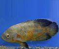اضغط على الصورة لعرض أكبر.&nbsp;

الإسم:	fish_special.jpg&nbsp;
مشاهدات:	764&nbsp;
الحجم:	19.7 كيلوبايت&nbsp;
الهوية:	768571