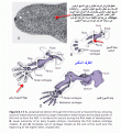 اضغط على الصورة لعرض أكبر.&nbsp;

الإسم:	lower limb.gif&nbsp;
مشاهدات:	2919&nbsp;
الحجم:	111.4 كيلوبايت&nbsp;
الهوية:	769738