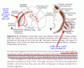 اضغط على الصورة لعرض أكبر.&nbsp;

الإسم:	muscle limb.gif&nbsp;
مشاهدات:	4137&nbsp;
الحجم:	89.8 كيلوبايت&nbsp;
الهوية:	769739