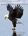 اضغط على الصورة لعرض أكبر.&nbsp;

الإسم:	eagle eating a fish.jpg&nbsp;
مشاهدات:	71780&nbsp;
الحجم:	47.2 كيلوبايت&nbsp;
الهوية:	771791