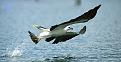 اضغط على الصورة لعرض أكبر.&nbsp;

الإسم:	eagle eating a fish 4#.jpg&nbsp;
مشاهدات:	9603&nbsp;
الحجم:	32.6 كيلوبايت&nbsp;
الهوية:	771792