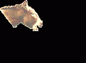 اضغط على الصورة لعرض أكبر.&nbsp;

الإسم:	Donkey donkey.gif&nbsp;
مشاهدات:	1530&nbsp;
الحجم:	9.8 كيلوبايت&nbsp;
الهوية:	771814