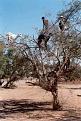 اضغط على الصورة لعرض أكبر.&nbsp;

الإسم:	طير باربع ارجل.jpg&nbsp;
مشاهدات:	328&nbsp;
الحجم:	110.2 كيلوبايت&nbsp;
الهوية:	772439