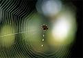 اضغط على الصورة لعرض أكبر.&nbsp;

الإسم:	عنكبوت.jpg&nbsp;
مشاهدات:	1510&nbsp;
الحجم:	39.6 كيلوبايت&nbsp;
الهوية:	773788