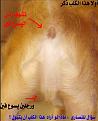 اضغط على الصورة لعرض أكبر.&nbsp;

الإسم:	الرب يتجسد في دبر كلب.JPG&nbsp;
مشاهدات:	1298&nbsp;
الحجم:	48.3 كيلوبايت&nbsp;
الهوية:	773929