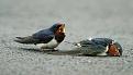 اضغط على الصورة لعرض أكبر.&nbsp;

الإسم:	7.jpg&nbsp;
مشاهدات:	986&nbsp;
الحجم:	21.4 كيلوبايت&nbsp;
الهوية:	773973