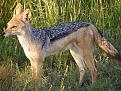 اضغط على الصورة لعرض أكبر.&nbsp;

الإسم:	800px-Black_Backed_Jackal_Masaai_Mara_April_2008.jpg&nbsp;
مشاهدات:	1572&nbsp;
الحجم:	159.1 كيلوبايت&nbsp;
الهوية:	774471