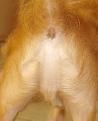 اضغط على الصورة لعرض أكبر.&nbsp;

الإسم:	jesus-dog.jpg&nbsp;
مشاهدات:	985&nbsp;
الحجم:	15.2 كيلوبايت&nbsp;
الهوية:	776929