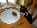 اضغط على الصورة لعرض أكبر.&nbsp;

الإسم:	cat.jpg&nbsp;
مشاهدات:	456&nbsp;
الحجم:	37.2 كيلوبايت&nbsp;
الهوية:	776992