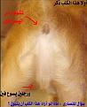 اضغط على الصورة لعرض أكبر.&nbsp;

الإسم:	dog2.jpg&nbsp;
مشاهدات:	1542&nbsp;
الحجم:	24.0 كيلوبايت&nbsp;
الهوية:	781747