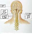 اضغط على الصورة لعرض أكبر.&nbsp;

الإسم:	neck.jpg&nbsp;
مشاهدات:	3680&nbsp;
الحجم:	11.3 كيلوبايت&nbsp;
الهوية:	782018