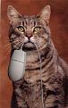 اضغط على الصورة لعرض أكبر.&nbsp;

الإسم:	cat_and_mouse.jpg&nbsp;
مشاهدات:	173&nbsp;
الحجم:	69.1 كيلوبايت&nbsp;
الهوية:	782951