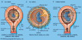 اضغط على الصورة لعرض أكبر.&nbsp;

الإسم:	image.gif&nbsp;
مشاهدات:	9800&nbsp;
الحجم:	38.9 كيلوبايت&nbsp;
الهوية:	784134