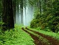 اضغط على الصورة لعرض أكبر.&nbsp;

الإسم:	Forest.jpg&nbsp;
مشاهدات:	258&nbsp;
الحجم:	545.0 كيلوبايت&nbsp;
الهوية:	784281