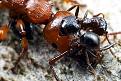 اضغط على الصورة لعرض أكبر.&nbsp;

الإسم:	ant_society_06.jpg&nbsp;
مشاهدات:	1920&nbsp;
الحجم:	53.2 كيلوبايت&nbsp;
الهوية:	784821