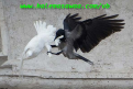 اضغط على الصورة لعرض أكبر.&nbsp;

الإسم:	27-01-2014 23-07-15.png&nbsp;
مشاهدات:	395&nbsp;
الحجم:	328.7 كيلوبايت&nbsp;
الهوية:	785566