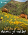 اضغط على الصورة لعرض أكبر.&nbsp;

الإسم:	30-01-2023 00-52-26.png&nbsp;
مشاهدات:	261&nbsp;
الحجم:	224.6 كيلوبايت&nbsp;
الهوية:	787303